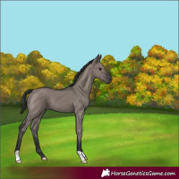 Horse Color:Grullo