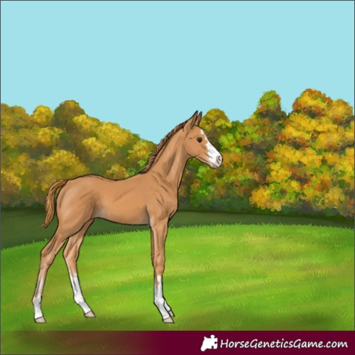 Horse Color:Chestnut 