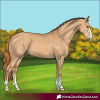 Horse Color:Red Dun 