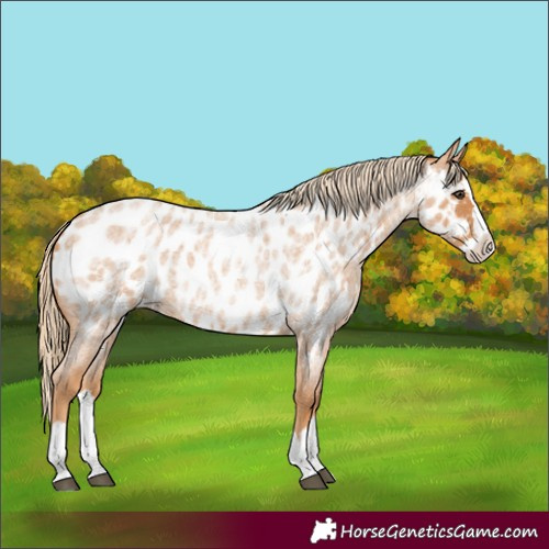 Horse Color:Red Roan Splash Near Leopard 