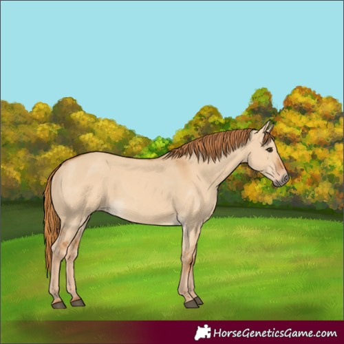 Horse Color:Red Dun 