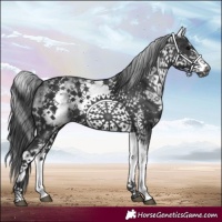 Horse Color:White Spotted Black Frame 