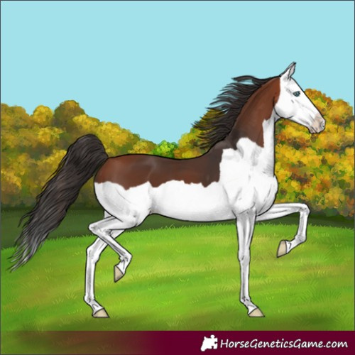Horse Color:Bay Splash 