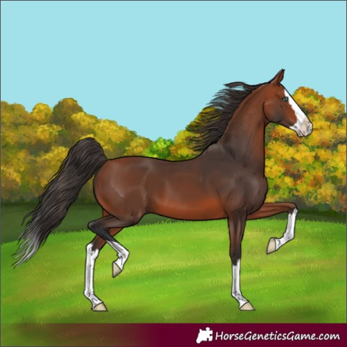 Horse Color:Bay Splash 