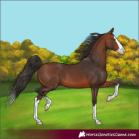 Horse Color:Bay Splash