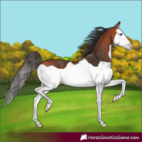 Horse Color:Bay Splash 