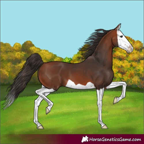 Horse Color:Bay Splash 
