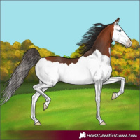 Horse Color:Bay Splash