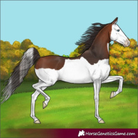 Horse Color:Bay Splash