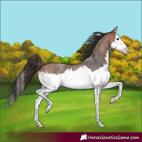 Horse Color:Bay Roan Splash