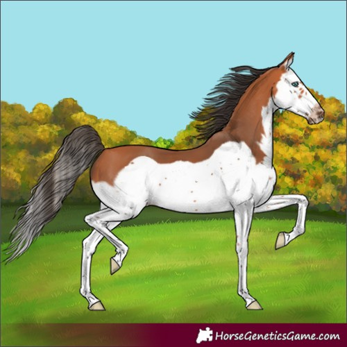 Horse Color:Bay Splash Frame 