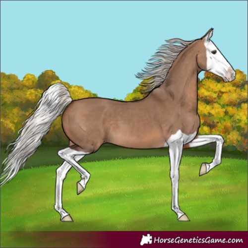 Horse Color:Silver Brown Dun Splash 