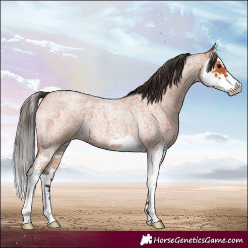 Horse Color:Bay Roan Splash