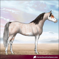 Horse Color:Bay Roan Splash 