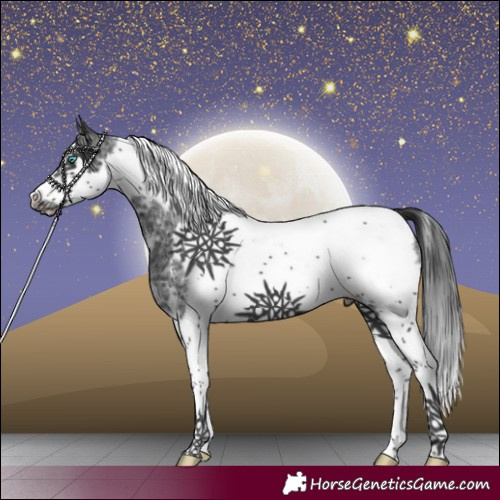 Horse Color:Black Sabino Splash Tobiano Frame 
