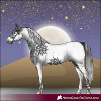 Horse Color:Black Sabino Splash Tobiano Frame 