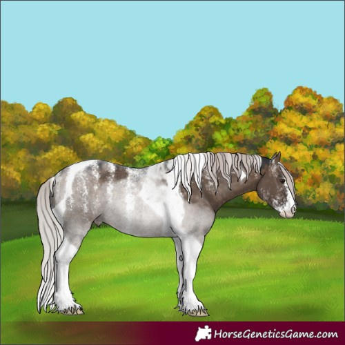 Horse Color:Powder White Silver Brown Dun Tobiano Rabicano 