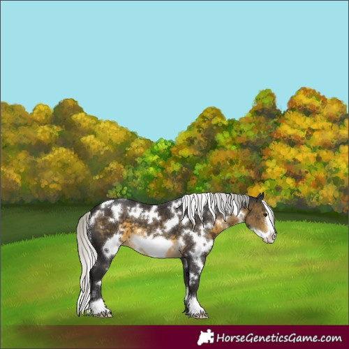 Horse Color:White Spotted Silver Buckskin Frame 