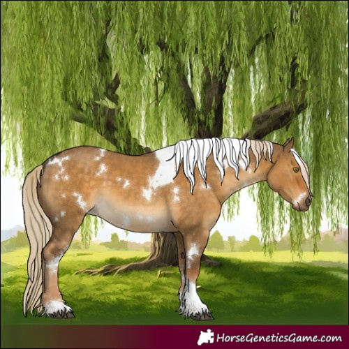 Horse Color:White Spotted Chocolate Palomino Dun Tobiano 
