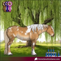 Horse Color:White Spotted Chocolate Palomino Dun Tobiano