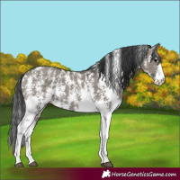 Horse Color:Grullo Sabino Rabicano