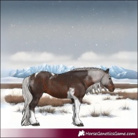 Horse Color:Silver Brown Tobiano 