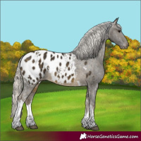 Horse Color:White Spotted Silver Buckskin Appaloosa 