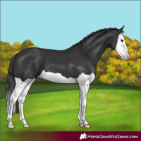 Horse Color:Black Splash