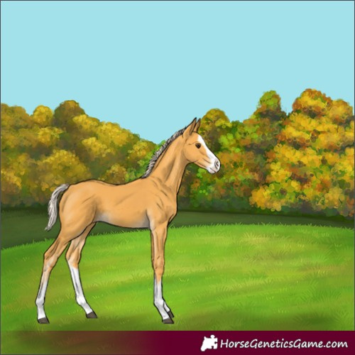 Horse Color:Palomino Splash