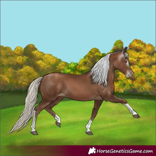 Horse Color:Gray Silver Black Pearl Tobiano