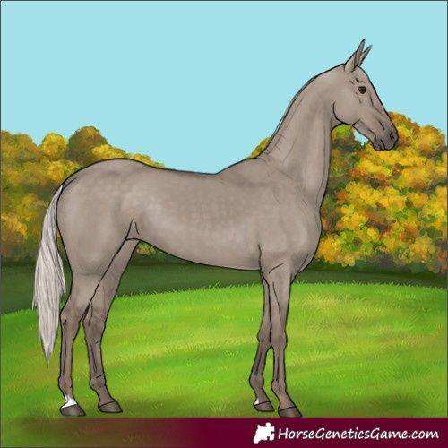 Horse Color:Silver Grullo 