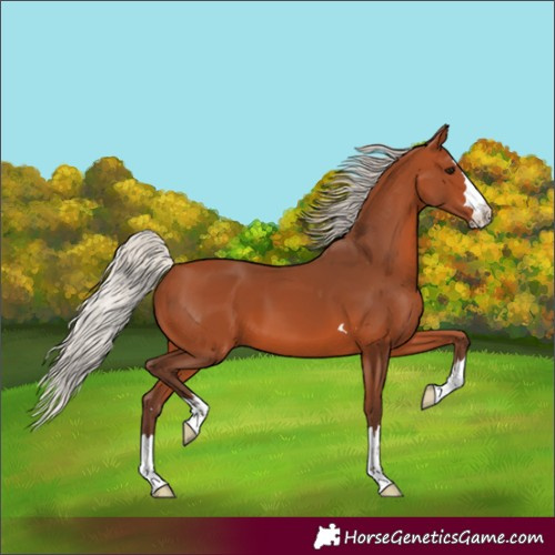 Horse Color:Silver Bay 