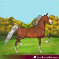 Horse Color:Silver Bay 