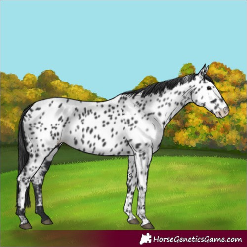 Horse Color:Black Near Leopard Rabicano