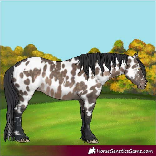Horse Color:White Spotted Brown Dun Appaloosa Rabicano 