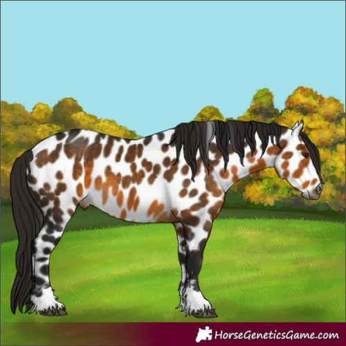 Horse Color:Gray Buckskin Near Leopard
