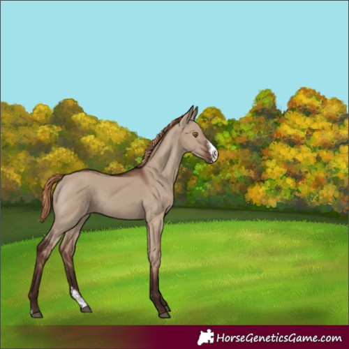 Horse Color:Liver Red Dun Sabino Rabicano 