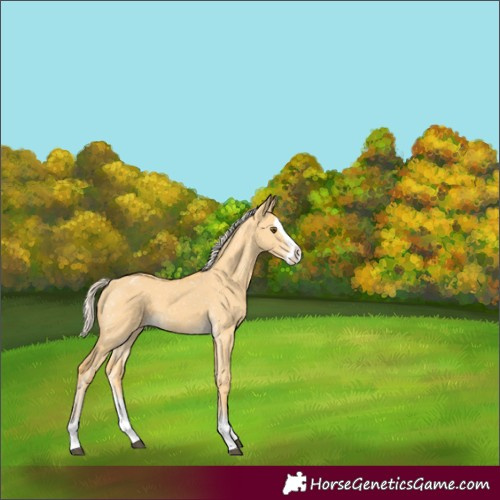 Horse Color:Palomino Dun Splash Appaloosa 