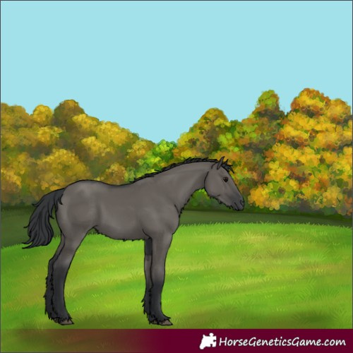 Horse Color:Grullo 