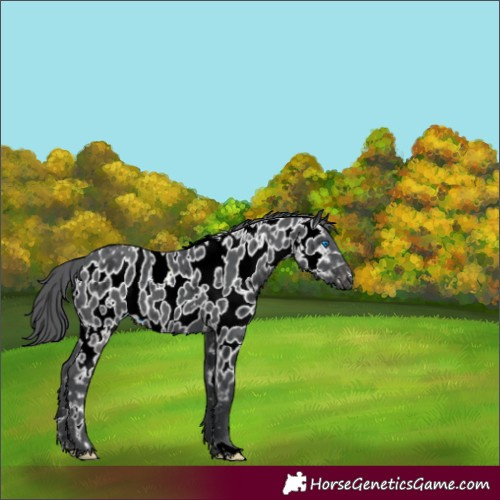 Horse Color:White Spotted Black Merle Near Leopard