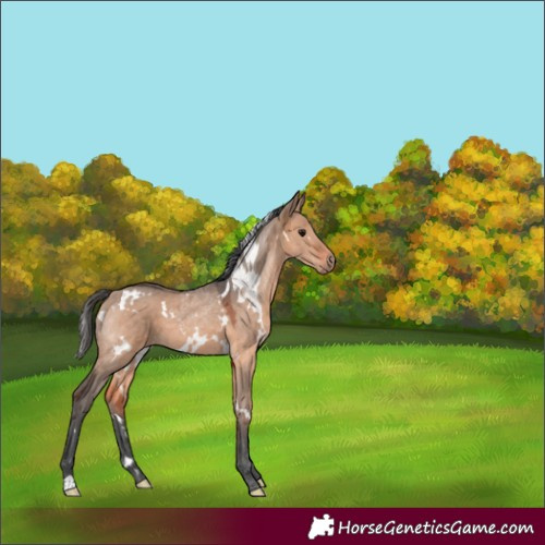 Horse Color:White Spotted Bay Dun Merle