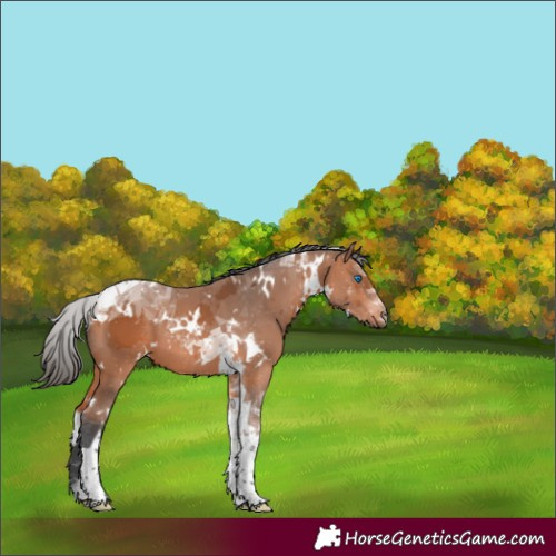 Horse Color:White Spotted Bay Merle Tobiano