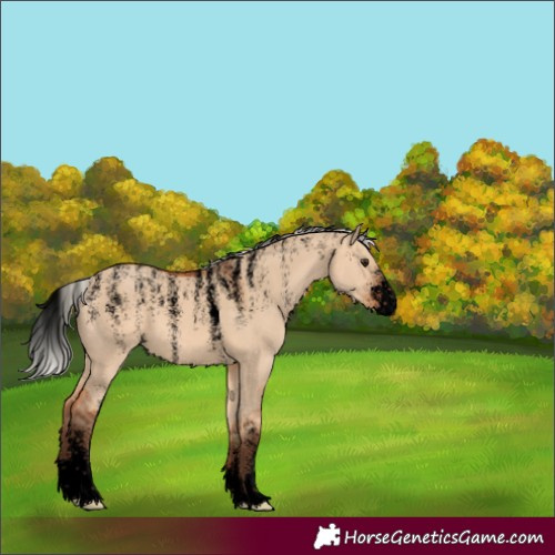 Horse Color:Powder White Void Silver Bay Dun 