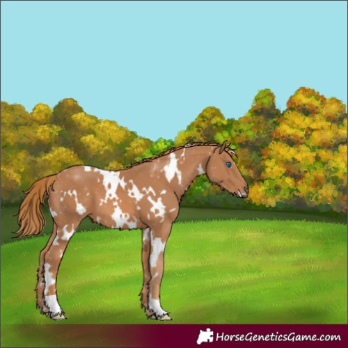 Horse Color:White Spotted Chestnut 