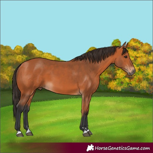 Horse Color:Bay 