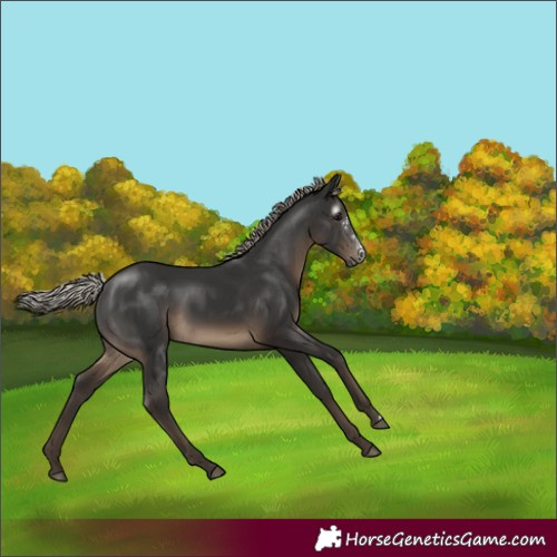Horse Color:Gray Silver Black Sabino Rabicano 