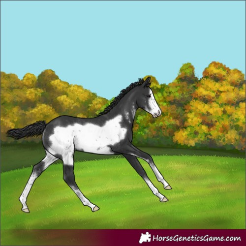 Horse Color:Black Sabino Frame Rabicano 