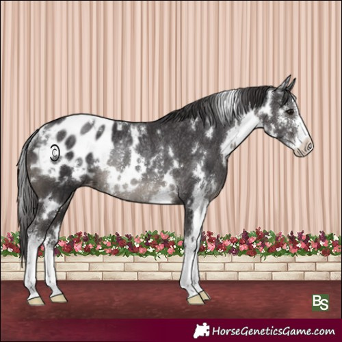 Horse Color:White Spotted Smoky Black Sabino Appaloosa Rabicano 