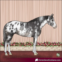 Horse Color:White Spotted Smoky Black Sabino Appaloosa Rabicano 
