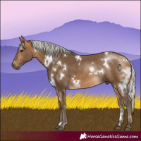 Horse Color:White Spotted Silver Buckskin Rabicano